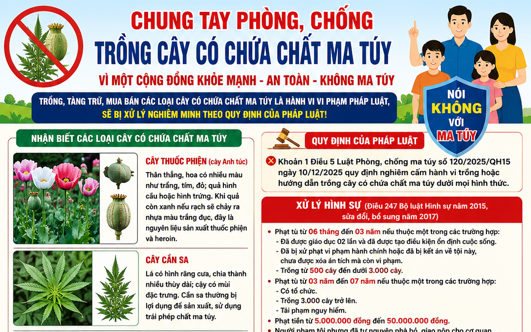 Nhận biết cây có chứa chất ma túy để phòng ngừa vi phạm pháp luật