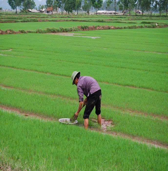 HƯỚNG DẪN THÂM CANH LÚA CẢI TIẾN SRI VỤ MÙA 2026 - Ảnh 1.