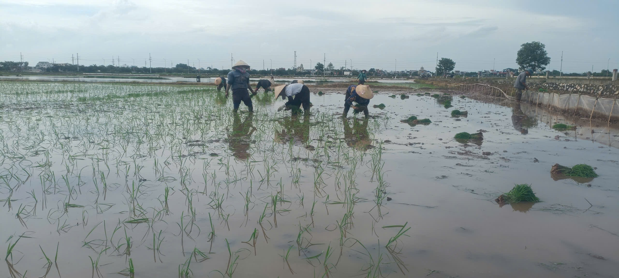 Xã Hồng Sơn phát huy trách nhiệm trong sản xuất nông nghiệp, quyết tâm hoàn thành kế hoạch vụ Mùa 2026- Ảnh 3.