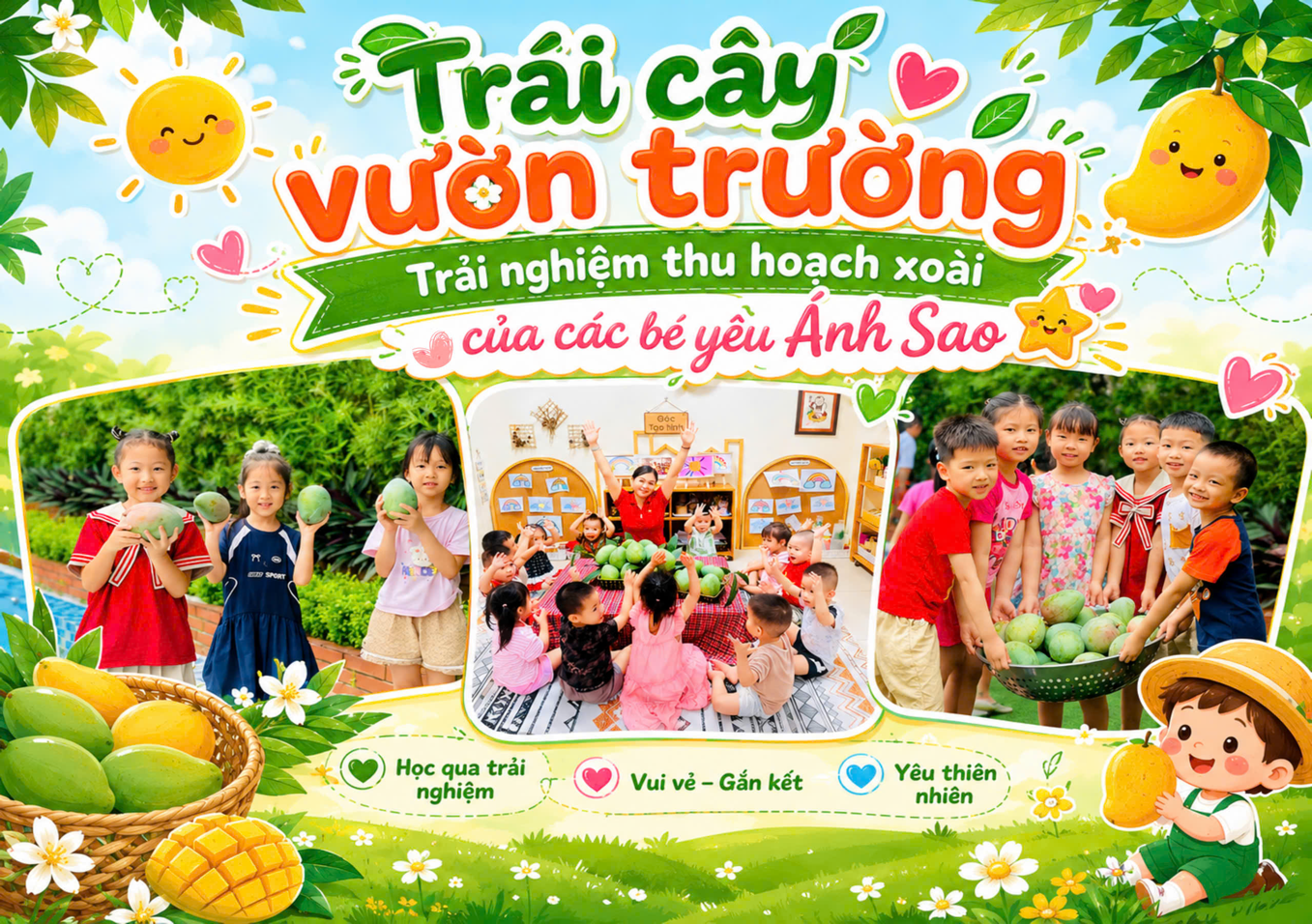 Trải nghiệm thu hoạch mùa xoài chín tại trường Mầm non Ánh Sao- Ảnh 1.
