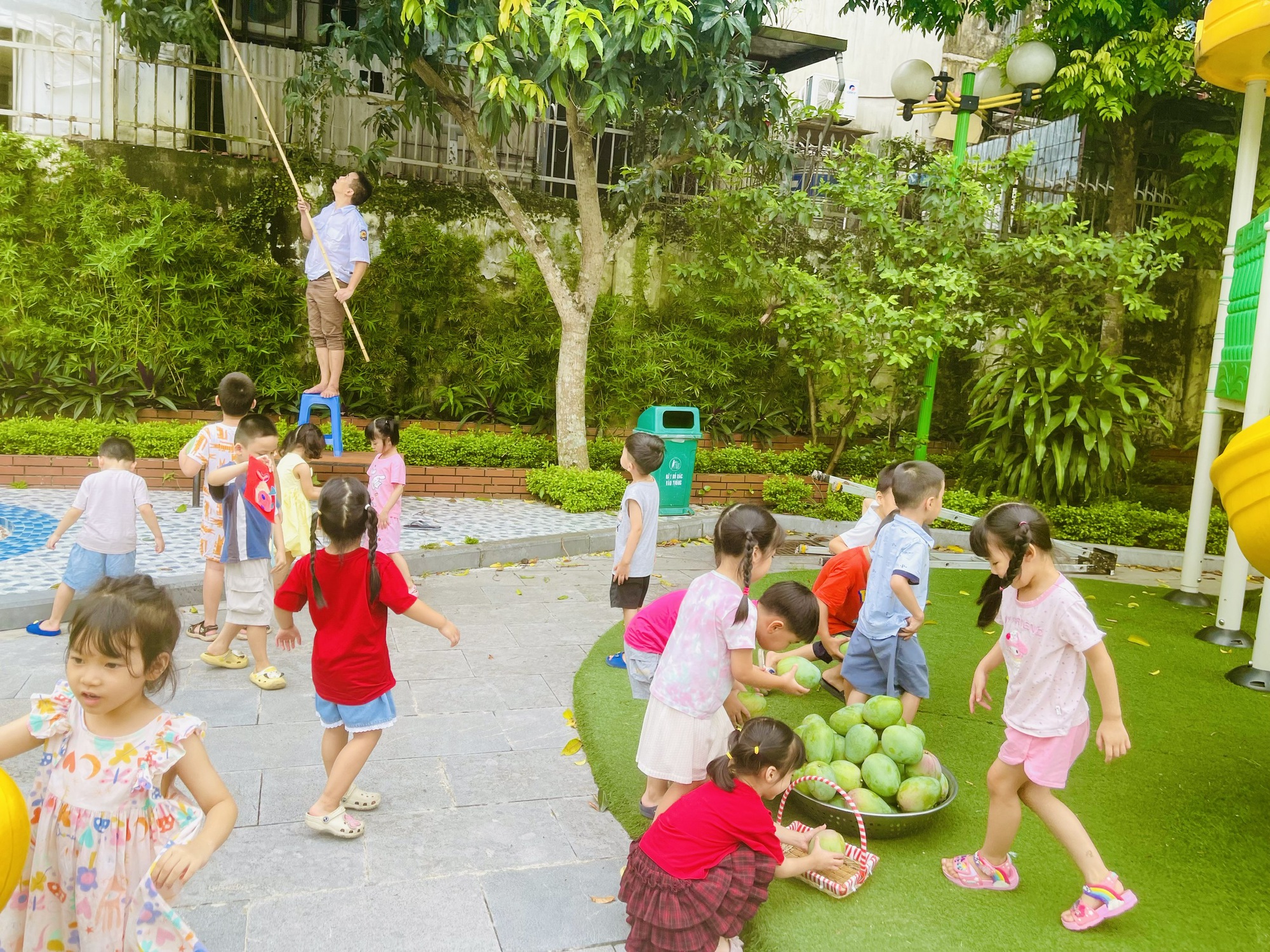 Trải nghiệm thu hoạch mùa xoài chín tại trường Mầm non Ánh Sao- Ảnh 2.