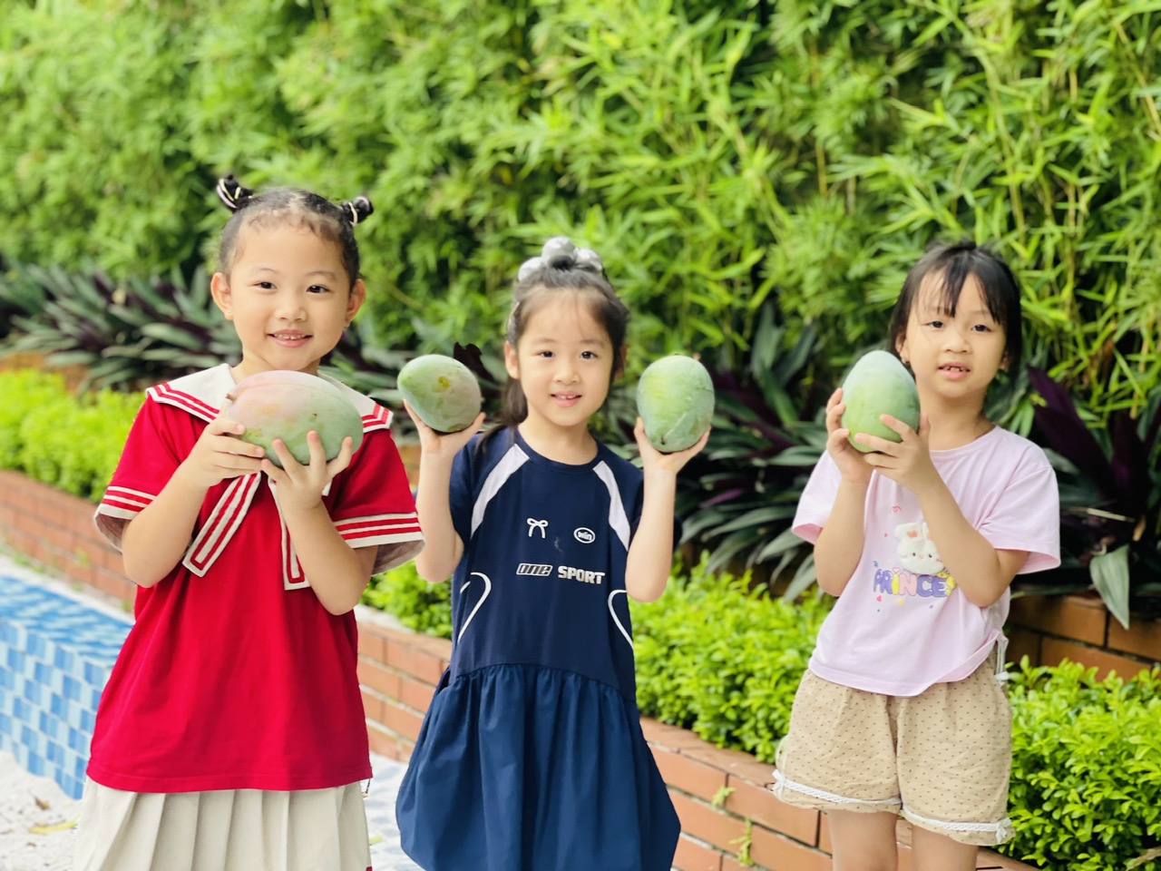 Trải nghiệm thu hoạch mùa xoài chín tại trường Mầm non Ánh Sao- Ảnh 3.