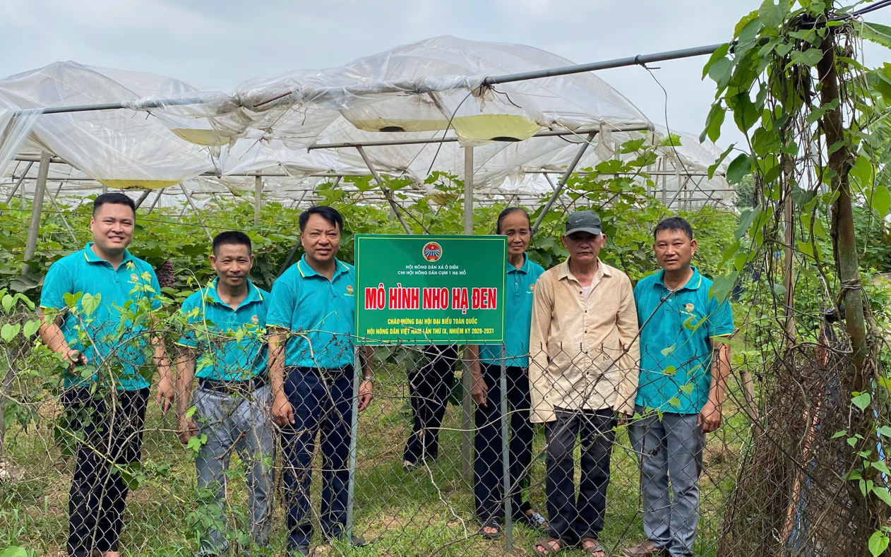 Hội Nông dân xã Ô Diên tổ chức gắn biển công trình “Hàng cây Nông dân kiểu mẫu” và mô hình sản xuất “nho hạ đen” trên địa bàn xã.