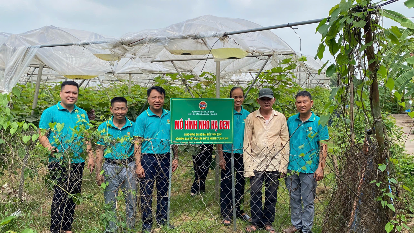 Hội Nông dân xã Ô Diên tổ chức gắn biển công trình “Hàng cây Nông dân kiểu mẫu” và mô hình sản xuất “nho hạ đen” trên địa bàn xã.- Ảnh 2.