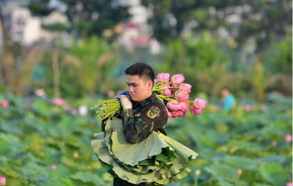Nghệ thuật ướp trà sen Tây Hồ truyền thống- Ảnh 1.