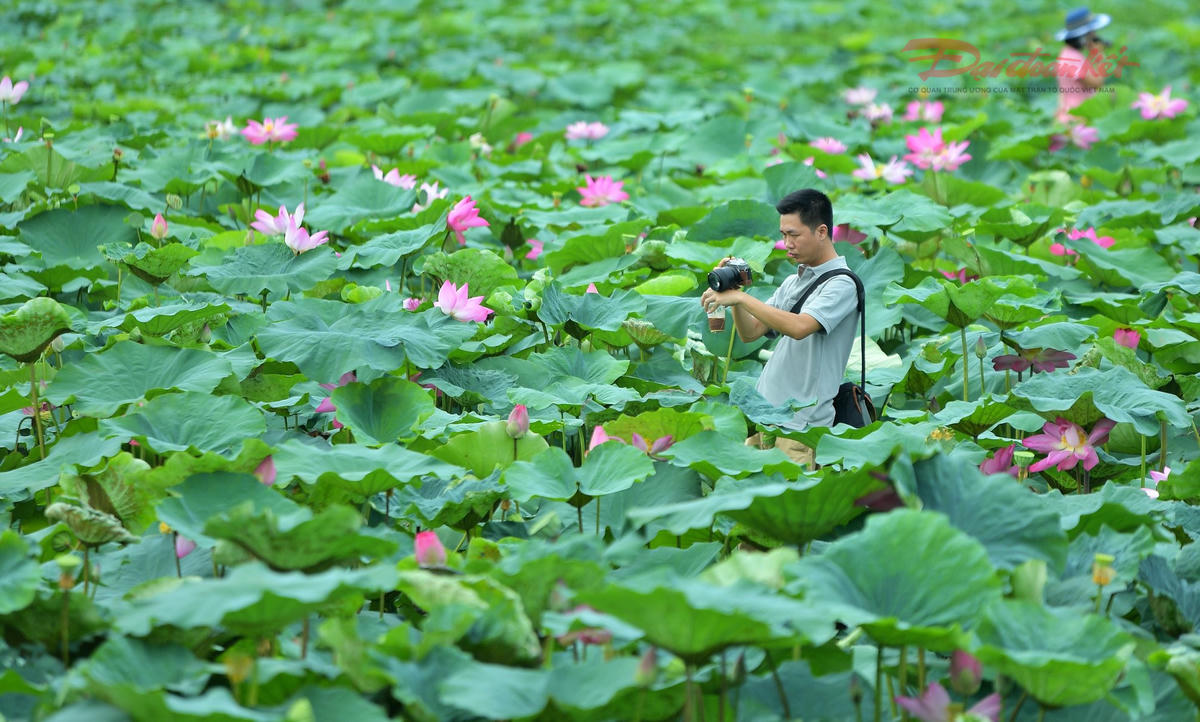 Sen Hồ Tây làm đắm say du khách- Ảnh 8.