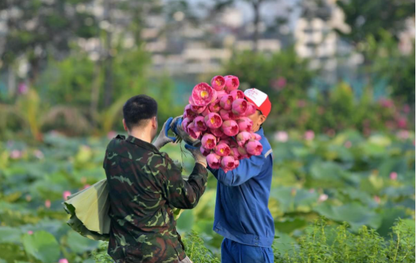 Nghệ thuật ướp trà sen Tây Hồ truyền thống- Ảnh 3.