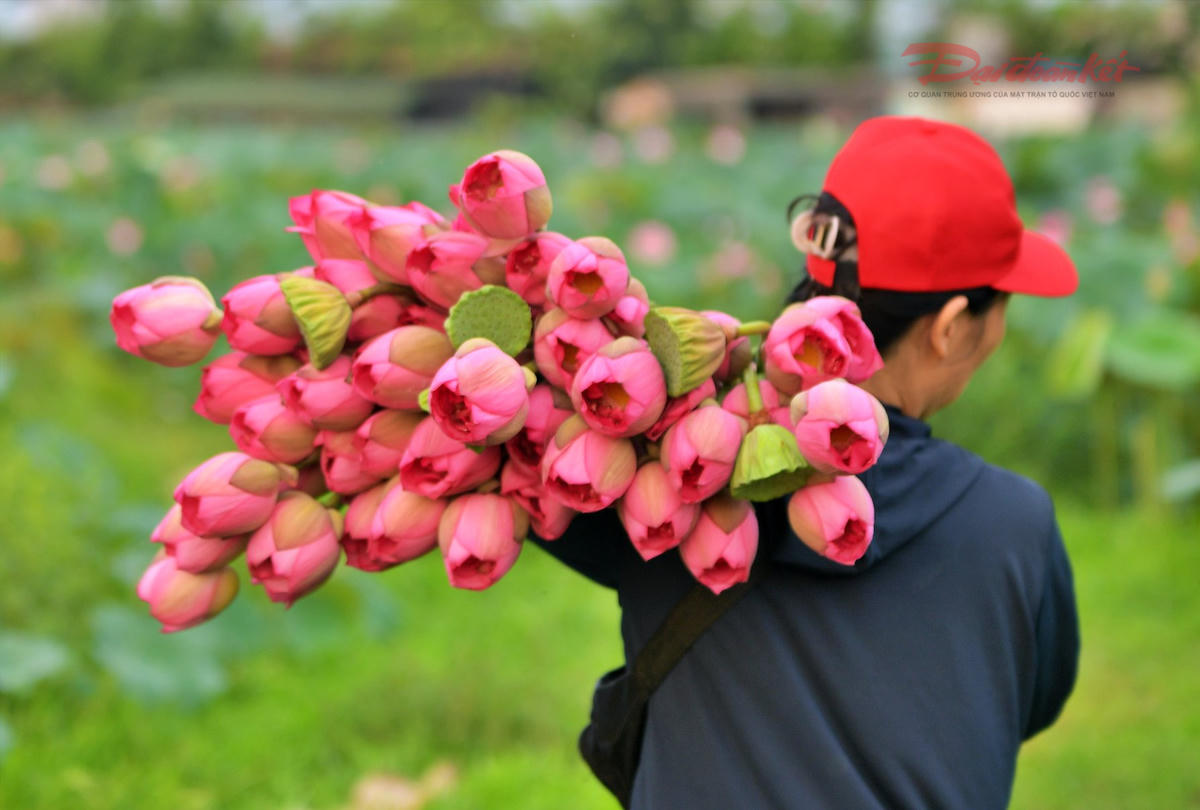 Sen Hồ Tây làm đắm say du khách- Ảnh 14.