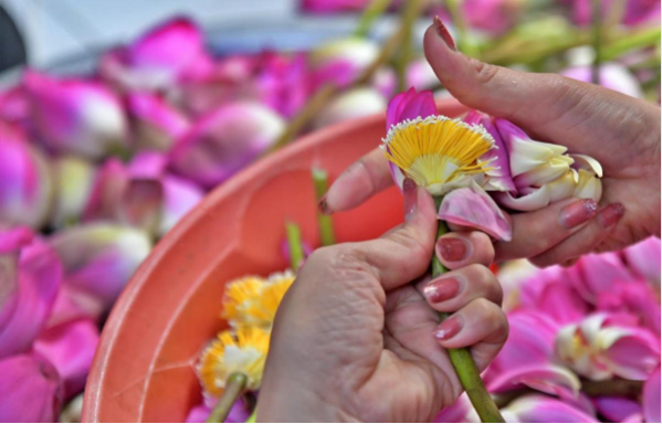 Nghệ thuật ướp trà sen Tây Hồ truyền thống- Ảnh 5.