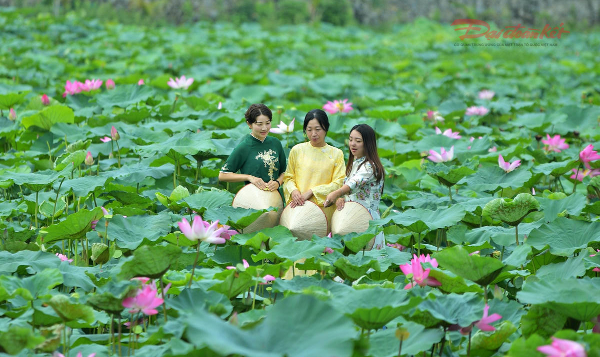 Sen Hồ Tây làm đắm say du khách- Ảnh 5.