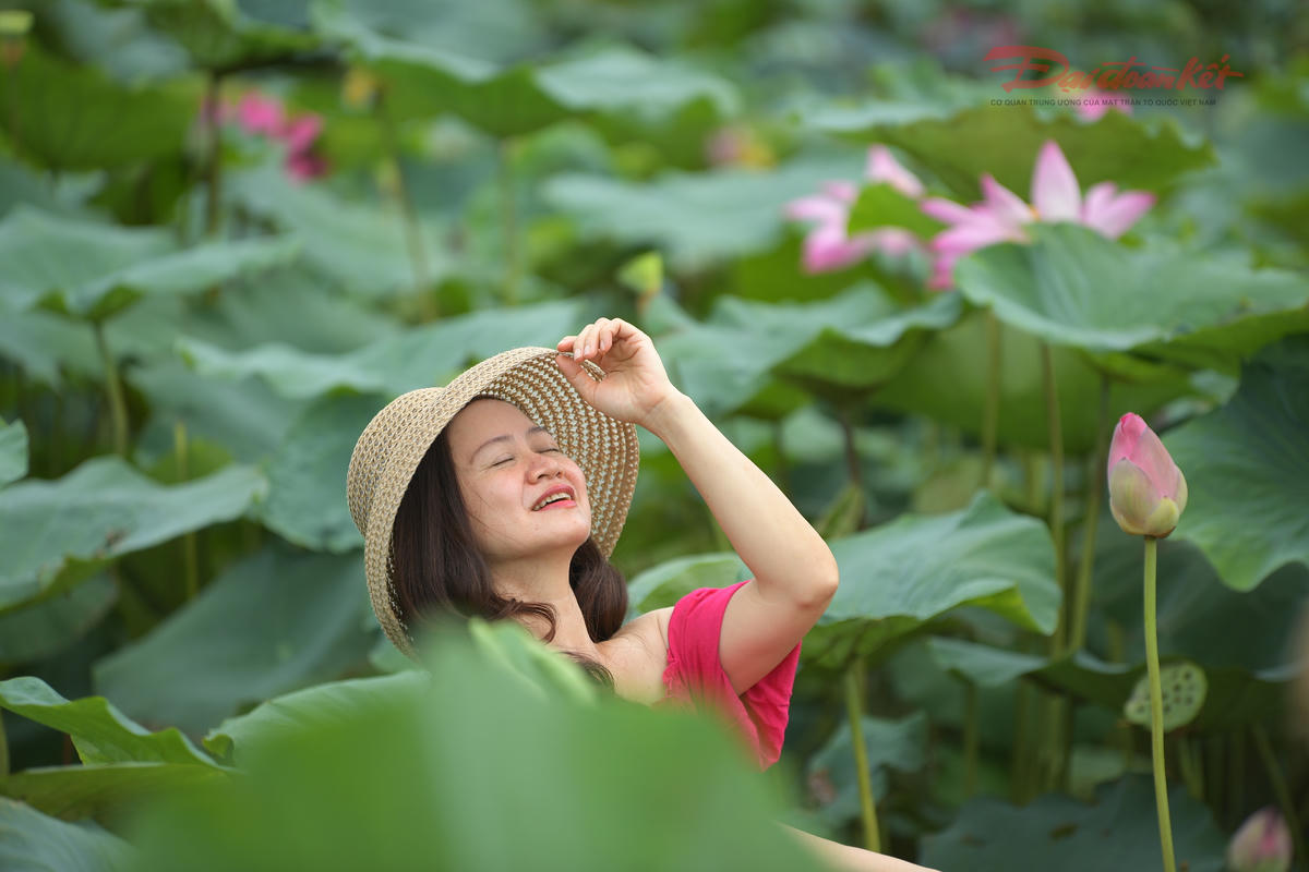 Sen Hồ Tây làm đắm say du khách- Ảnh 10.
