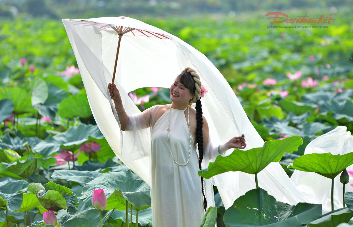 Sen Hồ Tây làm đắm say du khách- Ảnh 4.
