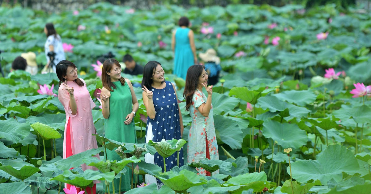 Sen Hồ Tây làm đắm say du khách