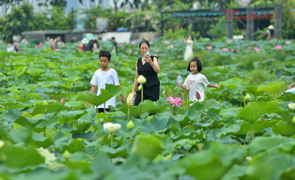 Sen Hồ Tây làm đắm say du khách- Ảnh 2.