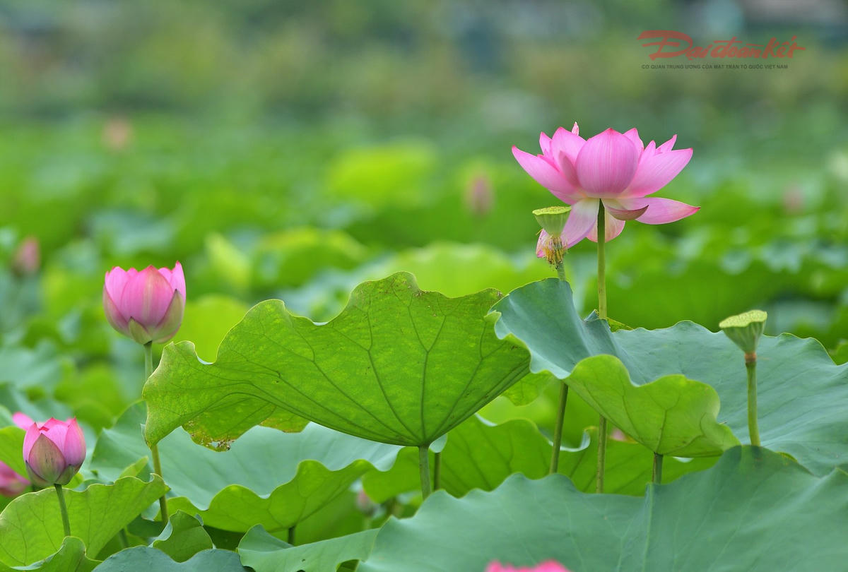 Sen Hồ Tây làm đắm say du khách- Ảnh 12.