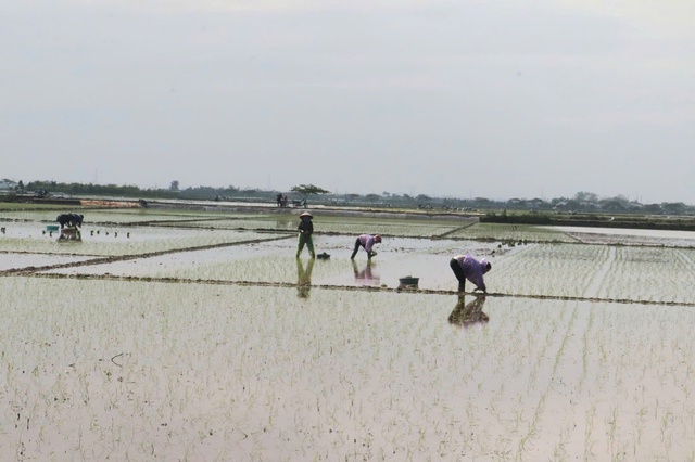 Tuyên truyền, vận động nhân dân gieo cấy hết diện tích vụ Mùa năm 2026. - Ảnh 2.