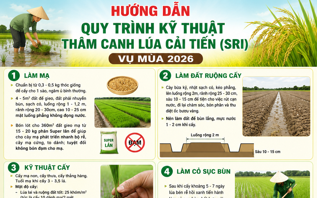 Hướng dẫn quy trình kỹ thuật thâm canh lúa cải tiến (SRI) vụ Mùa 2026