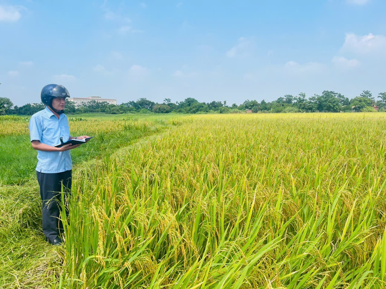 Xã Ô Diên đánh giá năng suất lúa vụ xuân năm 2026- Ảnh 1.