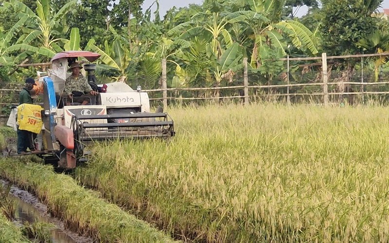 Xã Phú Xuyên: Tập trung thu hoạch lúa vụ xuân, chủ động phòng tránh thiên tai