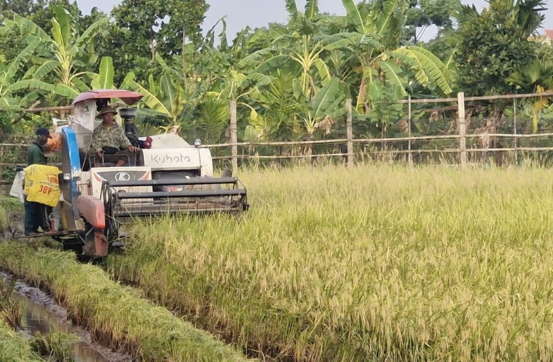 Xã Phú Xuyên: Tập trung thu hoạch lúa vụ xuân, chủ động phòng tránh thiên tai- Ảnh 1.