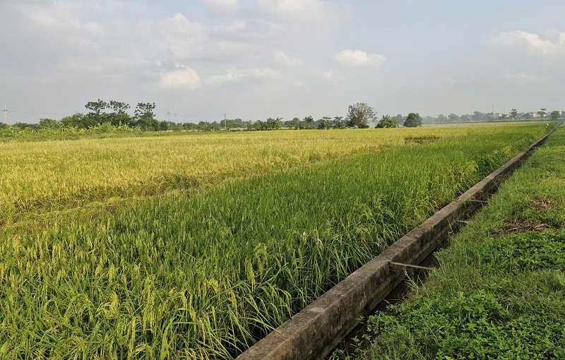 Xã Phú Xuyên: Tập trung thu hoạch lúa vụ xuân, chủ động phòng tránh thiên tai- Ảnh 3.