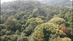 UBND xã Phúc Sơn tăng cường quản lý, bảo vệ rừng và phòng cháy, chữa cháy rừng trong điều kiện thời tiết nắng nóng, khô hanh- Ảnh 3.