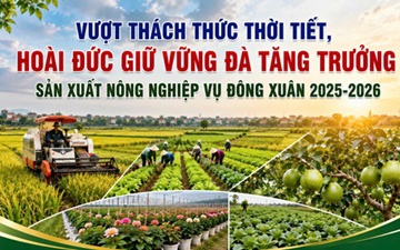 Vượt thách thức thời tiết, Hoài Đức giữ vững đà tăng trưởng sản xuất nông nghiệp vụ Đông Xuân 2025 - 2026