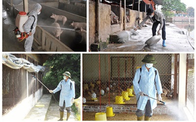 Hoài Đức tiến hành phun hóa chất khử trùng và diệt ruồi diện rộng trên tổng diện tích hơn 118 nghìn m2 sau tiêm phòng đại trà đợt 1/2026