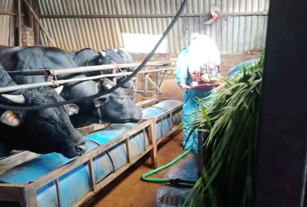 Hoài Đức tiến hành phun hóa chất khử trùng và diệt ruồi diện rộng trên tổng diện tích hơn 118 nghìn m2 sau tiêm phòng đại trà đợt 1/2026- Ảnh 2.