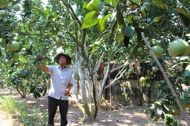 Người cao tuổi nêu gương sáng trong phát triển kinh tế