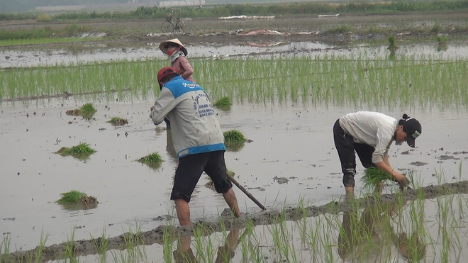 NÔNG DÂN XÃ THƯ LÂM TÍCH CỰC XUỐNG ĐỒNG GIEO CẤY VỤ MÙA- Ảnh 3.