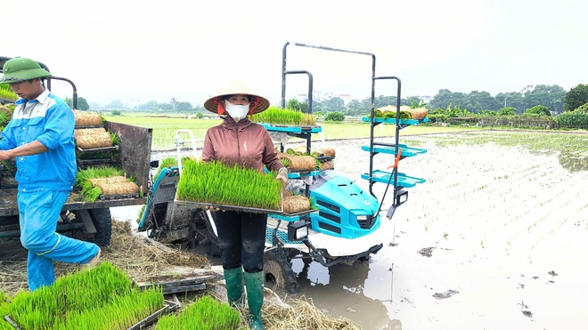 NÔNG DÂN XÃ THƯ LÂM TÍCH CỰC XUỐNG ĐỒNG GIEO CẤY VỤ MÙA- Ảnh 5.