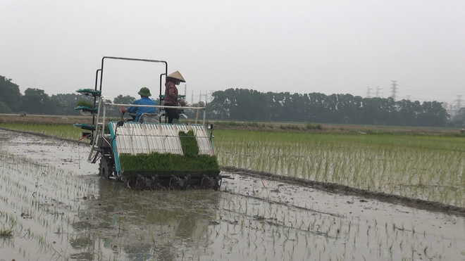 NÔNG DÂN XÃ THƯ LÂM TÍCH CỰC XUỐNG ĐỒNG GIEO CẤY VỤ MÙA- Ảnh 7.