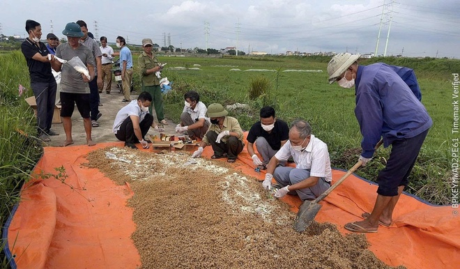 HTX nông nghiệp Ninh Sở (xã Hồng Vân) diệt chuột, bảo vệ lúa vụ mùa 2025.- Ảnh 2.