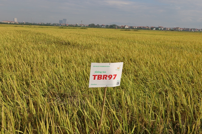 TRUNG TÂM KHUYẾN NÔNG HÀ NỘI TỔNG KẾT CÁC MÔ HÌNH ỨNG DỤNG MẠ KHAY, MÁY CẤY TRONG SẢN XUẤT QUY MÔ TẬP TRUNG VÀ TRÌNH DIỄN GIỐNG LÚA TBR97 VỤ MÙA NĂM 2025 TẠI XÃ CỔ ĐÔ.- Ảnh 1.