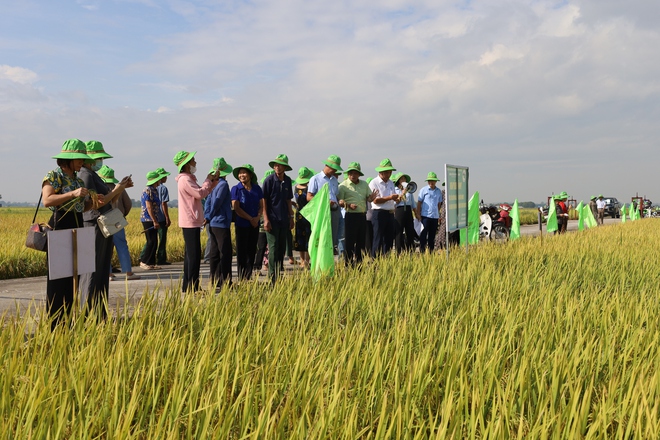 TRUNG TÂM KHUYẾN NÔNG HÀ NỘI TỔNG KẾT CÁC MÔ HÌNH ỨNG DỤNG MẠ KHAY, MÁY CẤY TRONG SẢN XUẤT QUY MÔ TẬP TRUNG VÀ TRÌNH DIỄN GIỐNG LÚA TBR97 VỤ MÙA NĂM 2025 TẠI XÃ CỔ ĐÔ.- Ảnh 2.