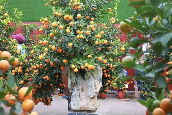 SẮP DIỄN RA CHƯƠNG TRÌNH XÚC TIẾN THƯƠNG MẠI PHỤC VỤ NHÂN DÂN TẠI XÃ TRUNG GIÃ- DỊP TẾT DƯƠNG LỊCH VÀ TẾT NGUYÊN ĐÁN BÍNH NGỌ 2026- Ảnh 5.