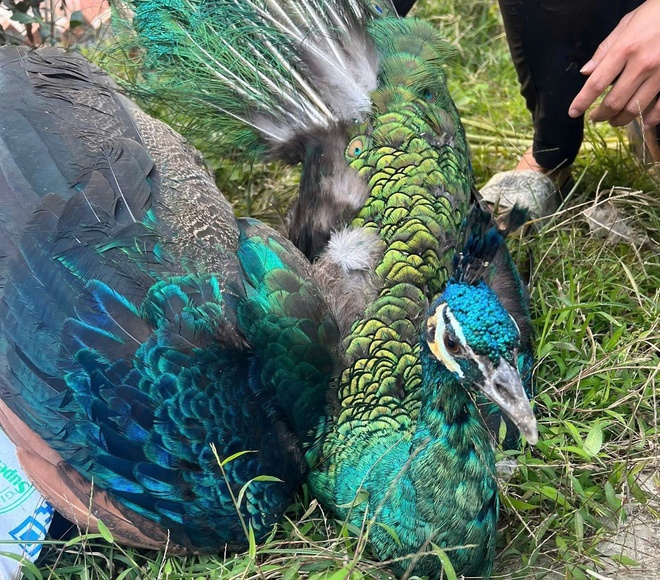 Công an xã Yên Bài, thành phố Hà Nội tiếp nhận cá thể động vật hoang dã quý, hiếm do người dân tự nguyện giao nộp- Ảnh 3.