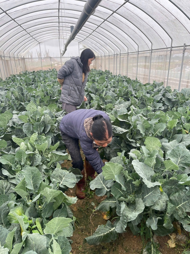 Chuyện về người “kỹ sư chân đất” Trần Thị Ngọ – Nâng tầm rau sạch tại khu đồng Ngói- Ảnh 3.