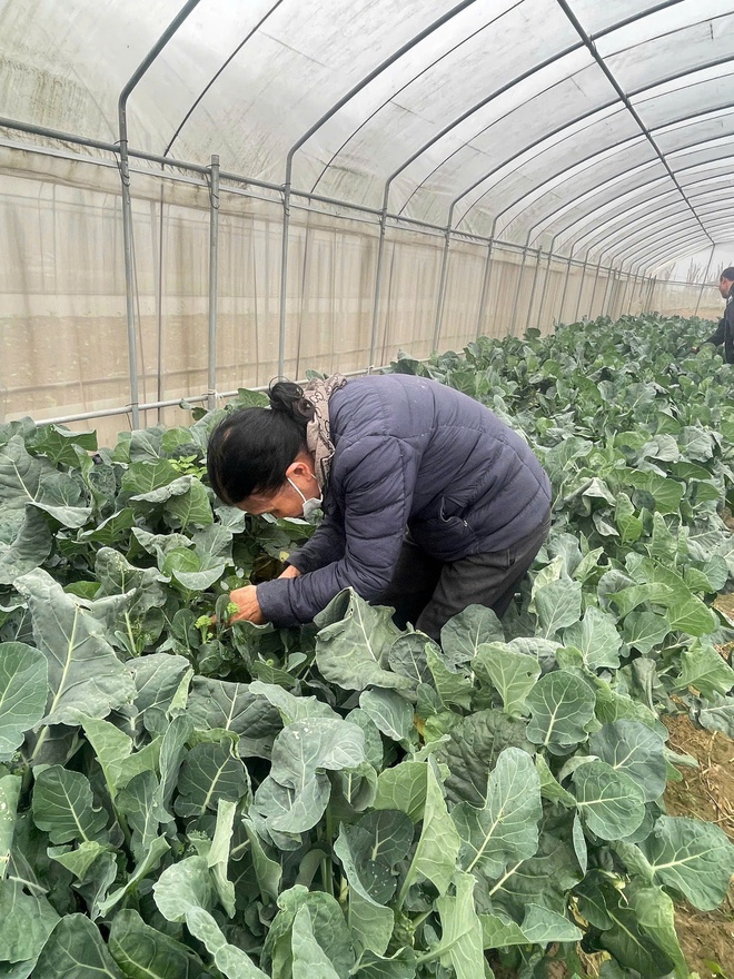 Chuyện về người “kỹ sư chân đất” Trần Thị Ngọ – Nâng tầm rau sạch tại khu đồng Ngói- Ảnh 4.