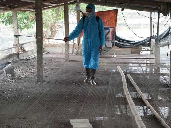 Xã Hồng Vân vệ sinh, khử trùng, tiêu độc môi trường phòng chống dịch bệnh cho gia súc gia cầm- Ảnh 5.