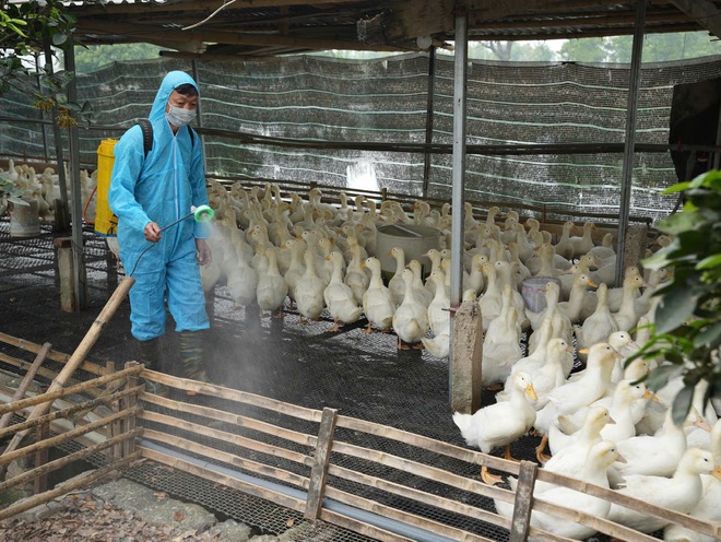 Xã Hồng Vân vệ sinh, khử trùng, tiêu độc môi trường phòng chống dịch bệnh cho gia súc gia cầm- Ảnh 2.