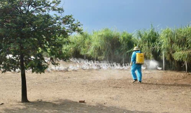 UBND xã Hồng Vân triển khai tổng vệ sinh, khử trùng, tiêu độc môi trường phòng, chống dịch bệnh gia súc, gia cầm đợt 1 dịp Tết Nguyên đán Bính Ngọ năm 2026.- Ảnh 1.