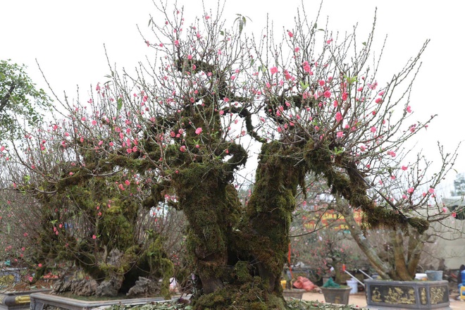 Xã Hồng Vân tổ chức chợ hoa xuân phục vụ tết nguyên đán bính ngọ 2026- Ảnh 3.