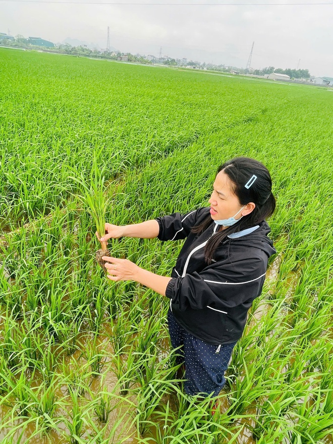Phú Nghĩa: Kiểm tra, hướng dẫn xử lý bệnh nghẹt rễ trên lúa tại cụm Đông Sơn- Ảnh 1.