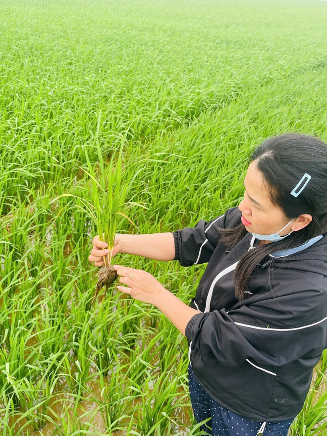 Phú Nghĩa: Kiểm tra, hướng dẫn xử lý bệnh nghẹt rễ trên lúa tại cụm Đông Sơn- Ảnh 2.