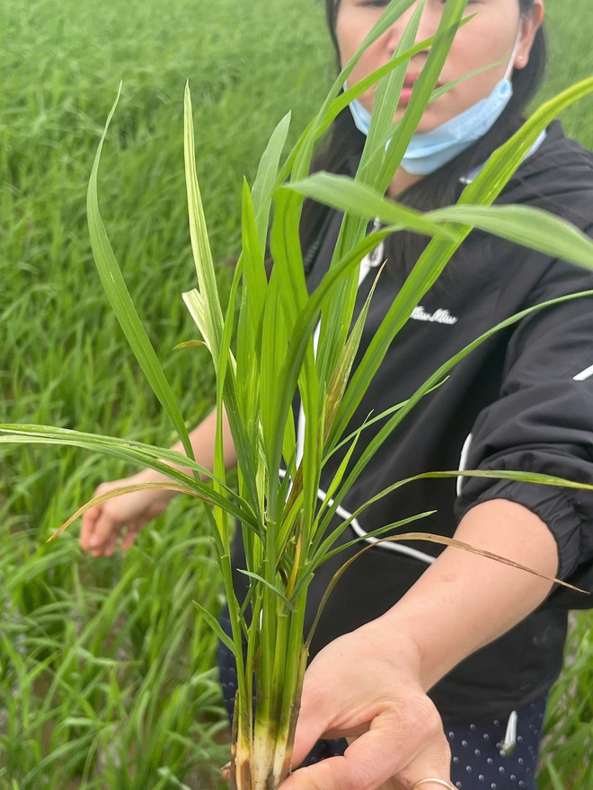 Phú Nghĩa: Kiểm tra, hướng dẫn xử lý bệnh nghẹt rễ trên lúa tại cụm Đông Sơn- Ảnh 3.