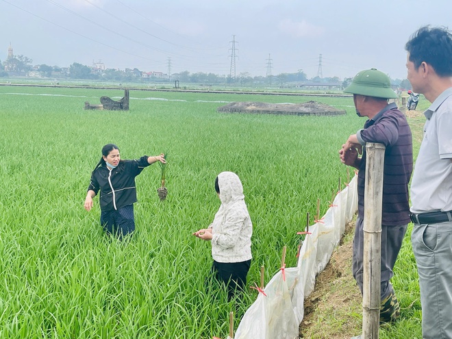 Phú Nghĩa: Kiểm tra, hướng dẫn xử lý bệnh nghẹt rễ trên lúa tại cụm Đông Sơn- Ảnh 4.