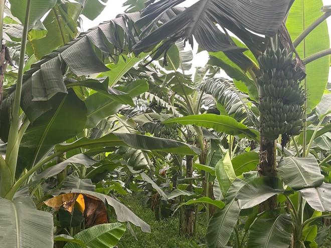 THÔNG BÁO PHIÊN LIVESTREAM ĐẶC BIỆT HỖ TRỢ TIÊU THỤ NÔNG SẢN CỦA XÃ TRUNG GIÃ- Ảnh 1.