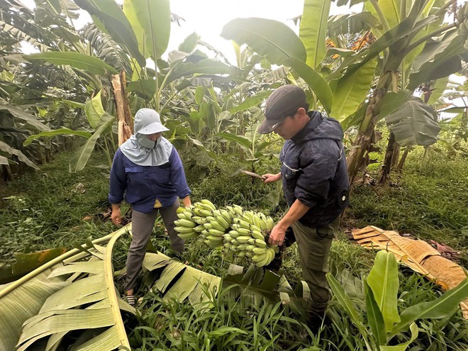 THÔNG BÁO PHIÊN LIVESTREAM ĐẶC BIỆT HỖ TRỢ TIÊU THỤ NÔNG SẢN CỦA XÃ TRUNG GIÃ- Ảnh 3.